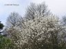 Nikitsky Botanic Garden10.JPG - 